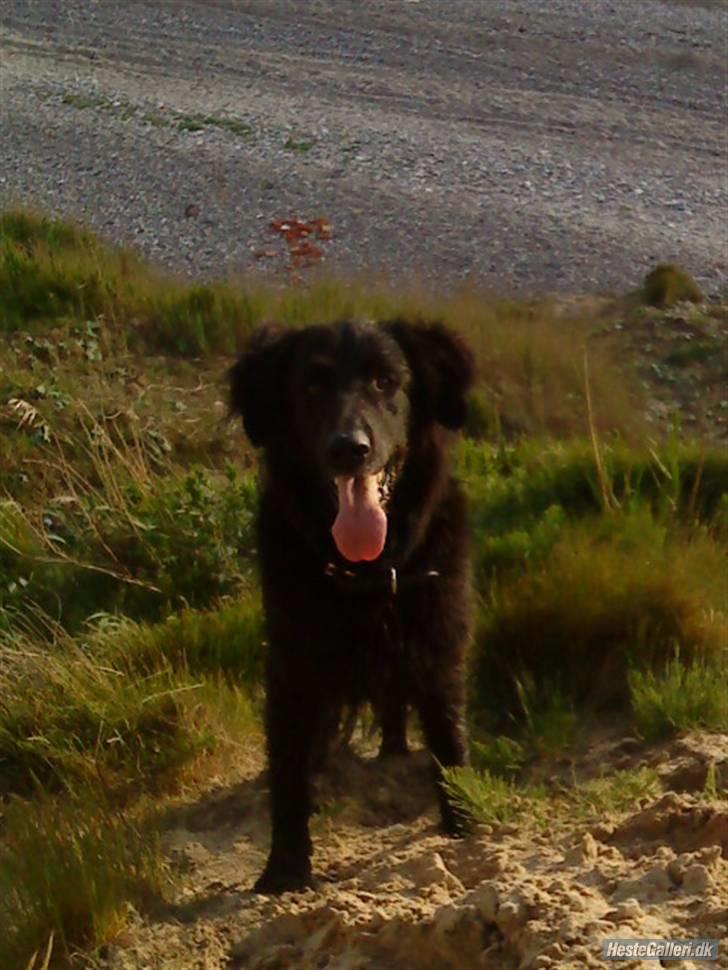 Blanding af racer BASSE - Aflivet d. 19 - 5 - 2009 * Rest in Peace* - Du er virkelig savnet! billede 4