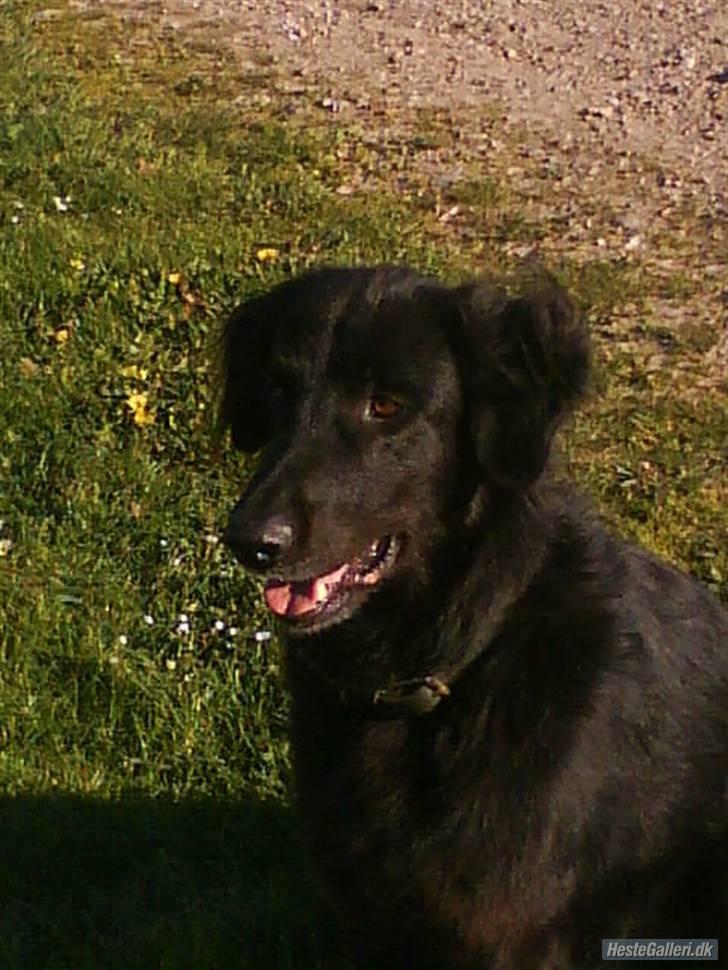 Blanding af racer BASSE - Aflivet d. 19 - 5 - 2009 * Rest in Peace* - R.I.P min bedsteven :´/ billede 5