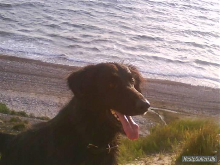 Blanding af racer BASSE - Aflivet d. 19 - 5 - 2009 * Rest in Peace* - den sidste aften s; billede 6