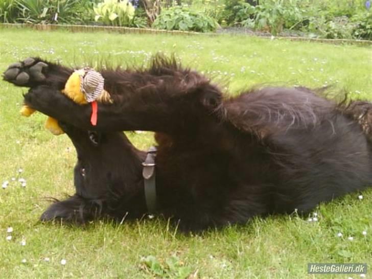 Blanding af racer BASSE - Aflivet d. 19 - 5 - 2009 * Rest in Peace* - en af de sidste dage vi havde ham :´/ billede 7