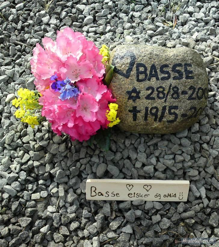 Blanding af racer BASSE - Aflivet d. 19 - 5 - 2009 * Rest in Peace* - R.I.P min dreng :´/<3  vi savner dig alle sammen!!! billede 3