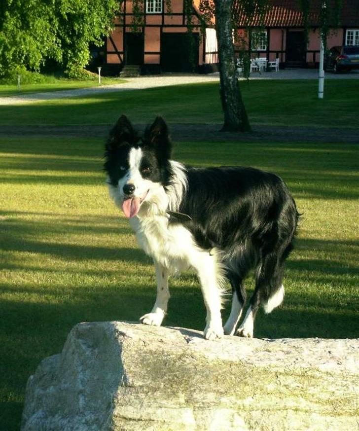 Border collie Lady billede 1