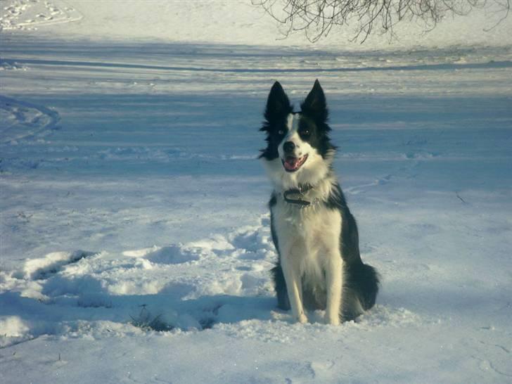 Border collie Lady billede 2