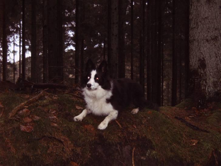 Border collie Lady billede 3