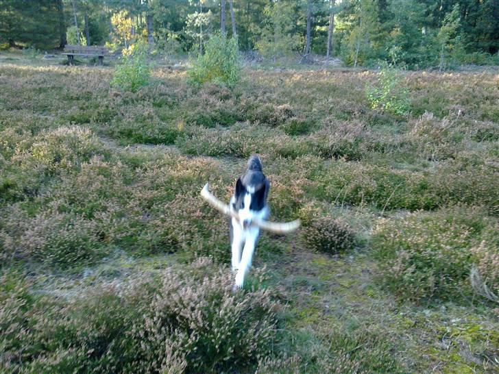 Border collie Lady billede 4