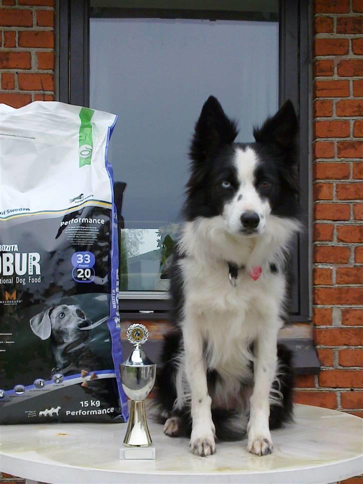 Border collie Lady billede 5