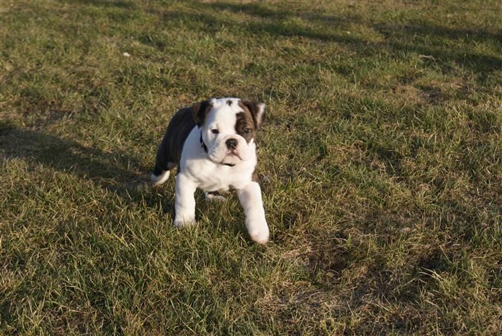 Olde english bulldogge Tago billede 13