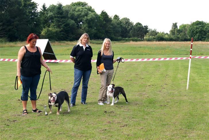 Olde english bulldogge Tago billede 14