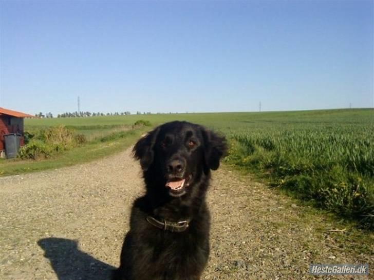 Blanding af racer BASSE - Aflivet d. 19 - 5 - 2009 * Rest in Peace* - R.I.P   Vi savner dig alle sammen!!!!!!!! billede 8