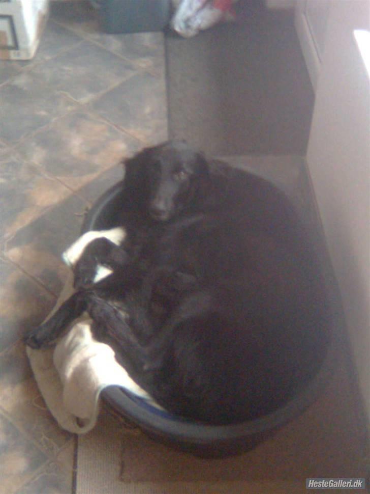 Blanding af racer BASSE - Aflivet d. 19 - 5 - 2009 * Rest in Peace* - R.I.P min dreng! :o) billede 9