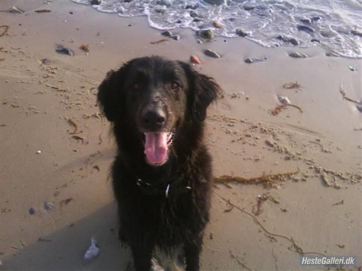 Blanding af racer BASSE - Aflivet d. 19 - 5 - 2009 * Rest in Peace* - R.I.P  du vil ALDRIG blive glemt!  billede 10