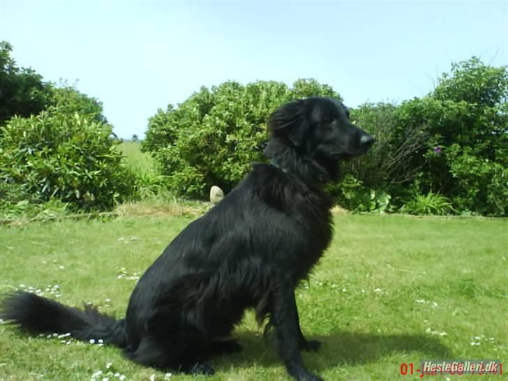 Blanding af racer BASSE - Aflivet d. 19 - 5 - 2009 * Rest in Peace* - R.I.P  billede 11