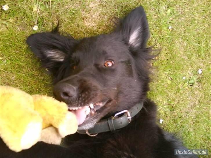 Blanding af racer BASSE - Aflivet d. 19 - 5 - 2009 * Rest in Peace* - R.I.P s; Familiens guldklump! (´: billede 12