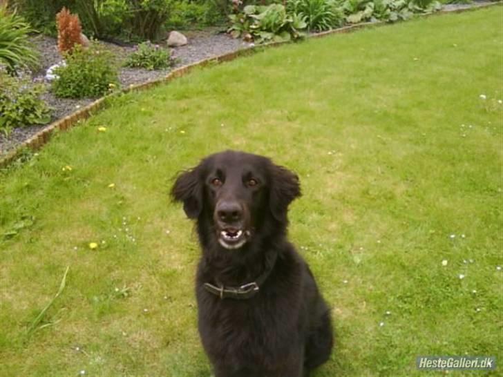 Blanding af racer BASSE - Aflivet d. 19 - 5 - 2009 * Rest in Peace* - R.I.P billede 13