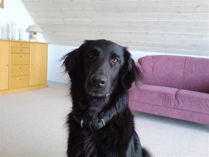 Blanding af racer BASSE - Aflivet d. 19 - 5 - 2009 * Rest in Peace* - R.I.P billede 14