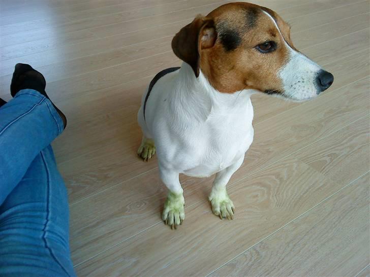 Jack russell terrier Max - ja så hjalp man lige far med at slå græs... billede 15