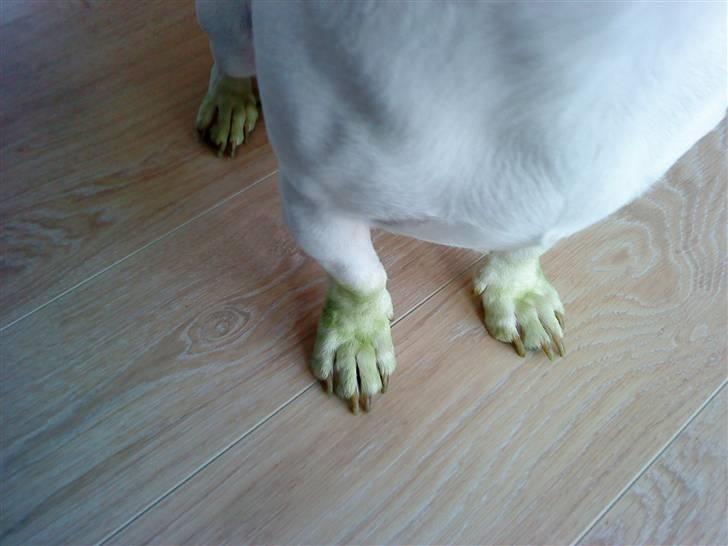 Jack russell terrier Max - Grønne fingre - HA, grønne poter, se det er der noget ved;) billede 16