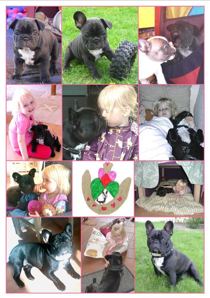Fransk bulldog 'Foucault' R.I.P. 2010 - Efter Foucaults aflivning lavede jeg denne billedcollage til Emma. billede 16