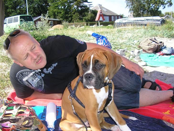 Boxer Victor - Victor og far ved starneden i Binderup, 12 uger gammel. billede 10
