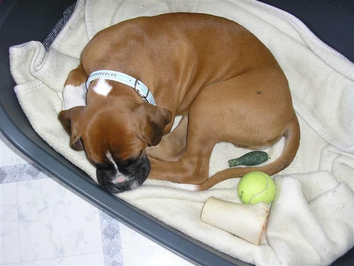 Boxer Victor - Sover i min kurv, 11 uger gammel billede 13