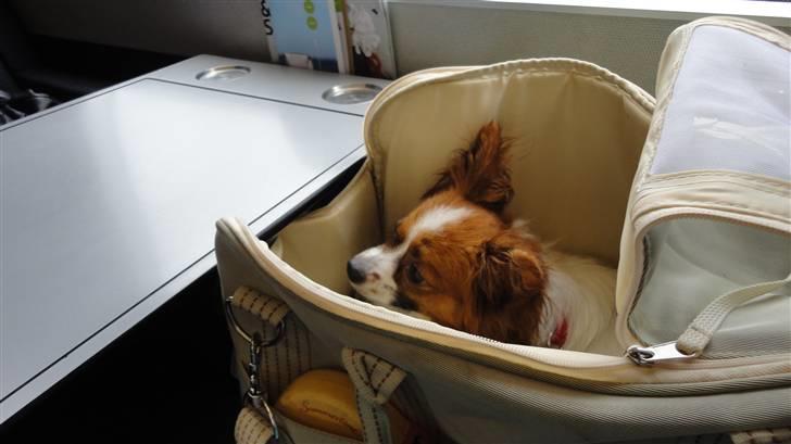 Papillon futte billede 2