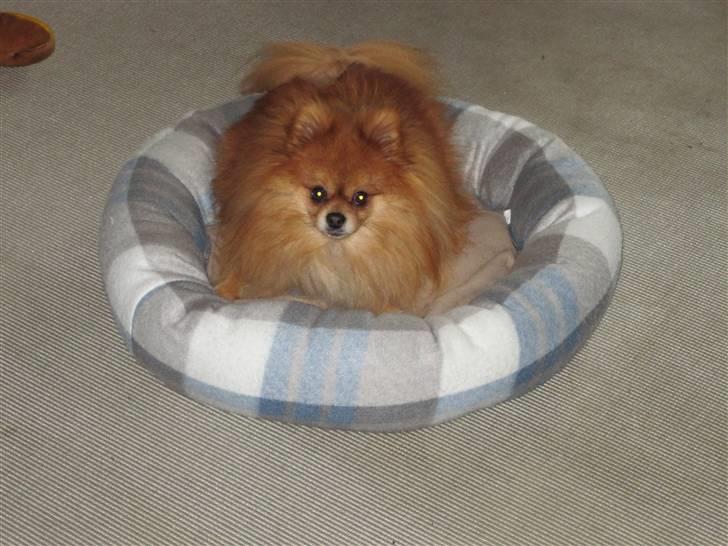 Pomeranian Kashmir - MOR!! lad mig nu bare være i fred her i min elskede kurv billede 12