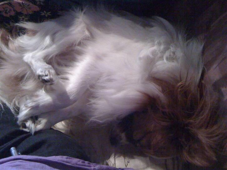 Papillon futte billede 4