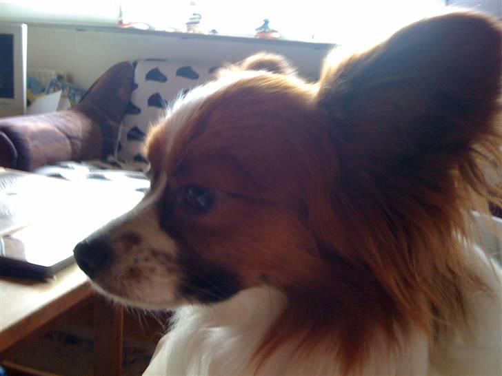 Papillon futte billede 5