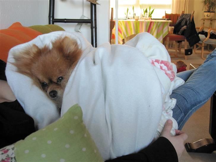 Pomeranian Kashmir - Efter et bad, er det skønt at putte lidt i et håndklæde, i et tæppe, i armene på mit menneske billede 13