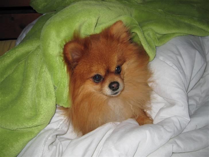 Pomeranian Kashmir - Mine mennesker skulle absolut ha´ mig med ud og se stjerne en stille forårsaften. Jeg vil hellere bare putte under tæpperne i hængesofaen. Jeg er jo en stjerne i mig selv ;-) billede 14