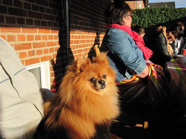 Pomeranian Kashmir - Op på knæerne af Bedstefar, så kan jeg nok helt ubemærket snige med med til studenterfest. billede 15