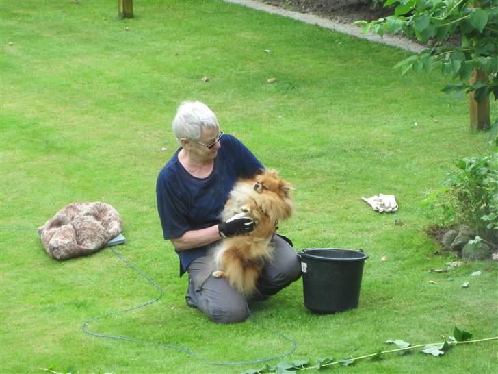 Pomeranian Kashmir - Hygger med Bedste ude i haven. Synes hun trængte til en pause. billede 16