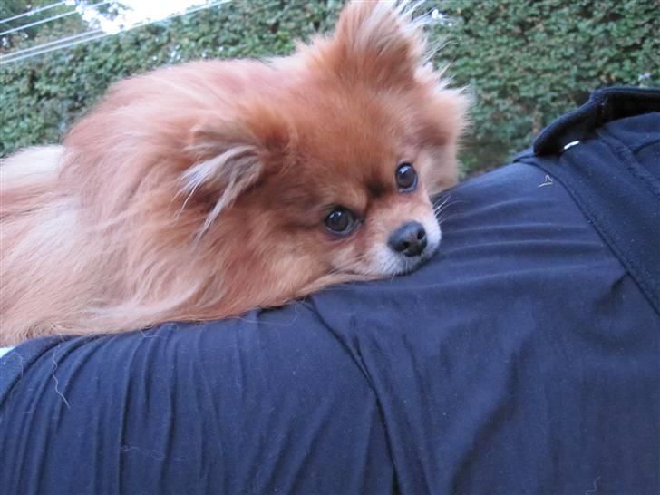 Pomeranian Kashmir - Putter på Jackies mave. hun har været på ferie i 2 uger - uden mig. Jeg skulle bare være hjemme ved menneskemor billede 17