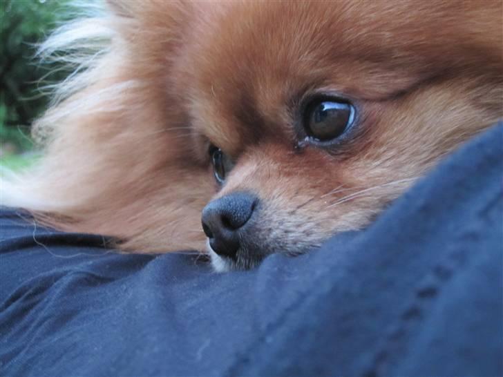 Pomeranian Kashmir - Hygge på højt niveau billede 18