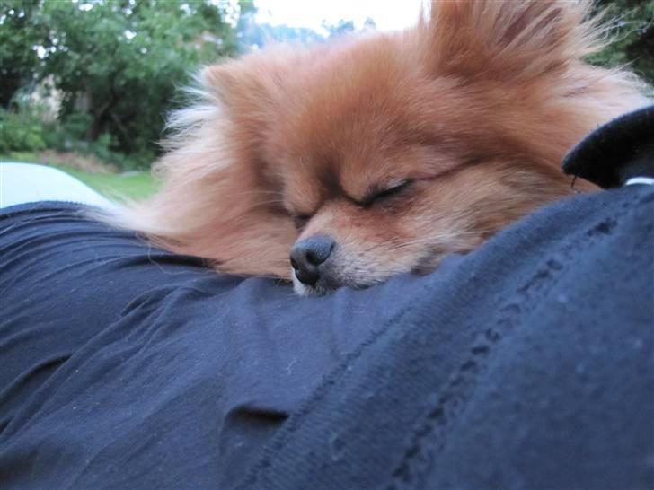Pomeranian Kashmir - En tryg lille dreng. billede 19
