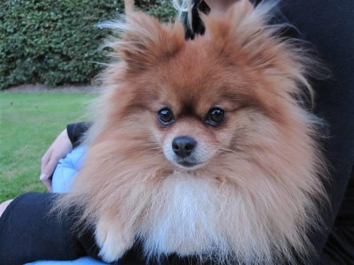 Pomeranian Kashmir - MOR - da ikke det her billede. Det ligner jo jeg har morgengarn billede 20