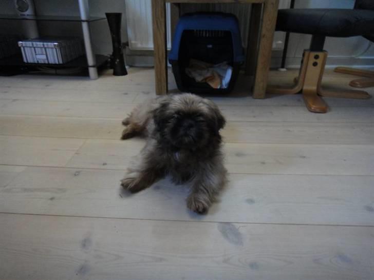 Shih tzu Lucca billede 2