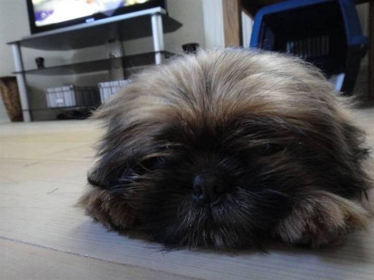 Shih tzu Lucca billede 3
