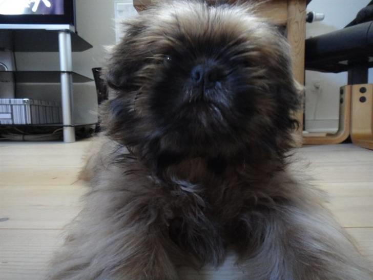 Shih tzu Lucca billede 4