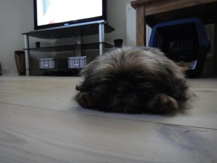 Shih tzu Lucca billede 5