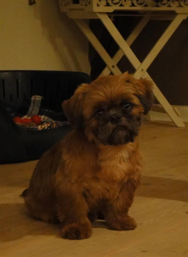 Shih tzu Lucca billede 7