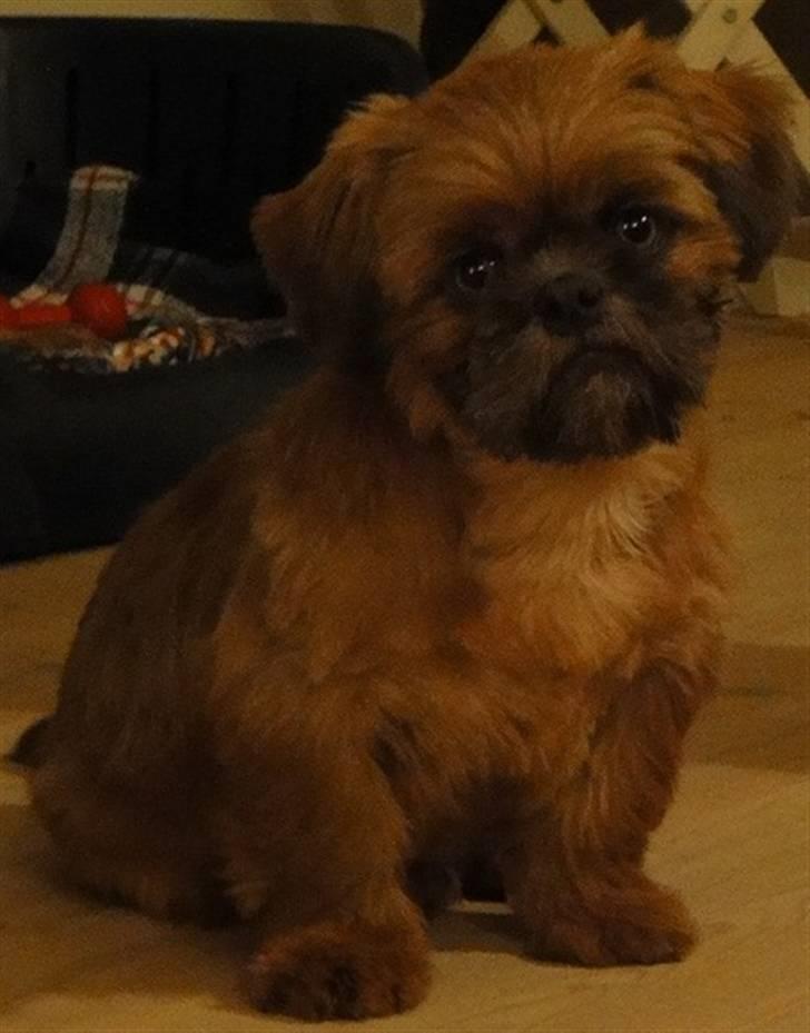Shih tzu Lucca billede 8