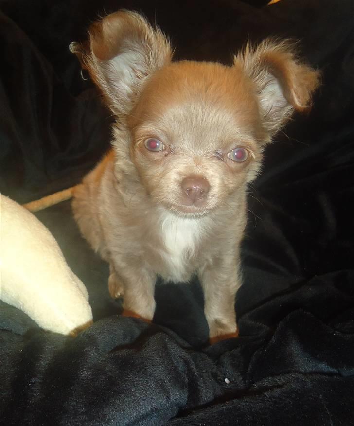 Chihuahua Kaloo billede 6