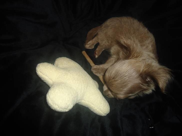 Chihuahua Kaloo billede 7