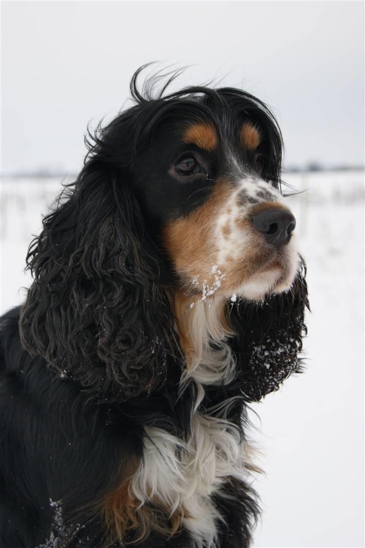 Cocker spaniel Aslan - Billede 1 -  Velkommen til Aslan´s profil, i er velkomne til at kigge jer lidt omkring og ligge en kommentar! :)  Aslan Vinter 2010 billede 1
