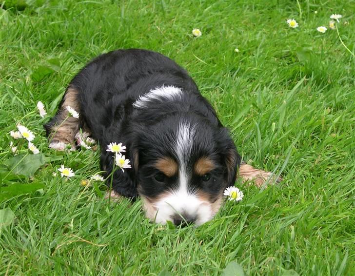 Cocker spaniel Aslan - Billede 2 - Aslan, hvalpebillede Sommer 2006 billede 2