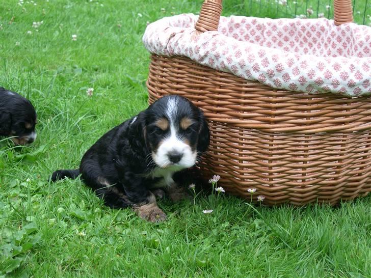 Cocker spaniel Aslan - Billede 4 - Aslan, hvalpebillede Sommer 2006 billede 4