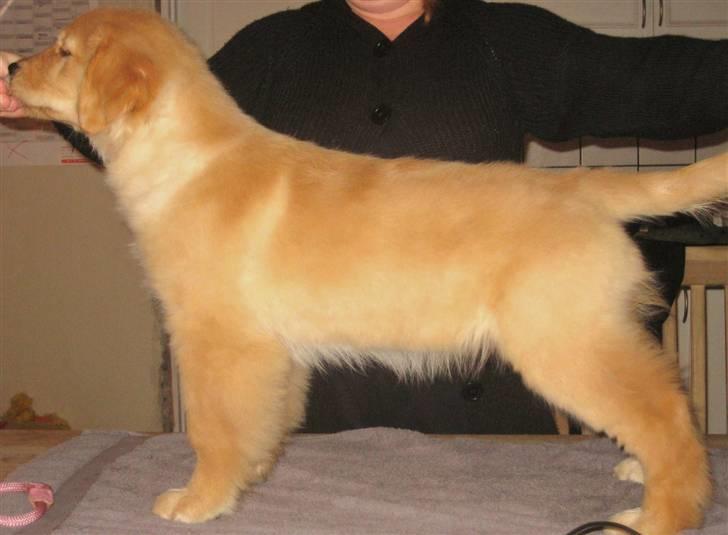 Golden retriever Leongolden Cha Cha Cha - CHA CHA 3 måneder gammel billede 16