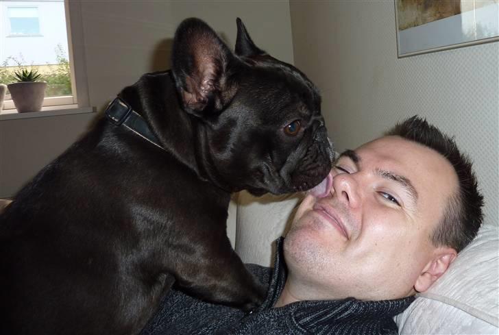 Fransk bulldog 'Foucault' R.I.P. 2010 billede 17