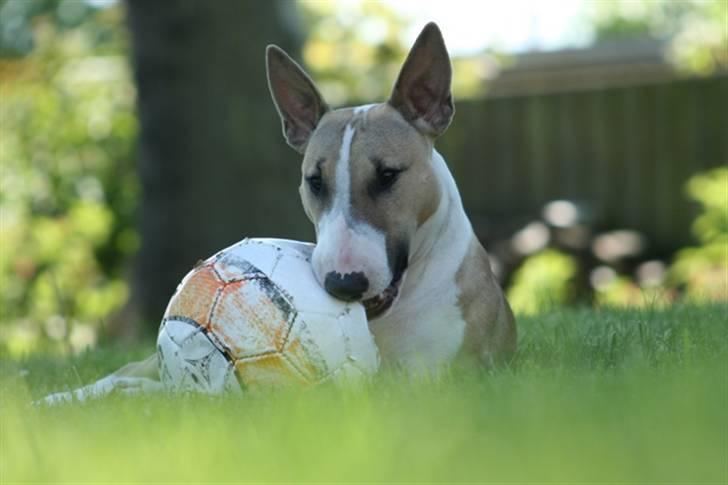 Bullterrier miniature Grace Vom-Emkental  billede 14